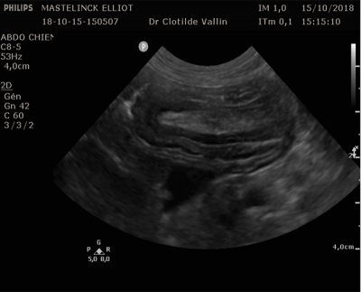 Inversion du caecum chez un chien